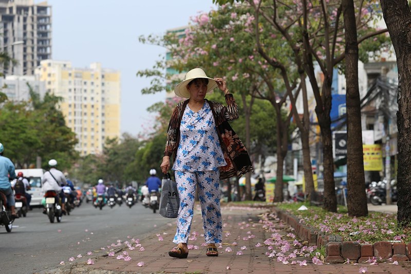 Ngắm[-]hoa[-]kèn[-]hồng[-]nở[-]rộ[-]giữa[-]Sài[-]Gòn